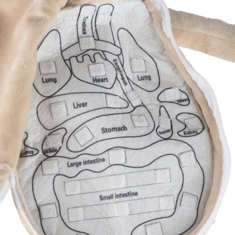 Lalka maskotka zabawka edukacyjna nauka anatomii chłopiec Kik Sp. z o. o. Sp. k.